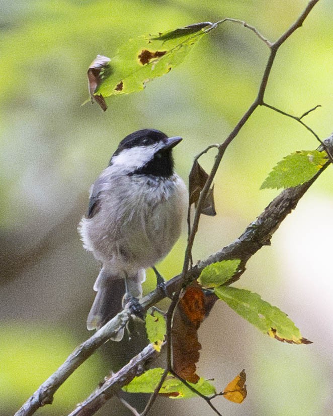 Carolina Chickadee - ML623429338