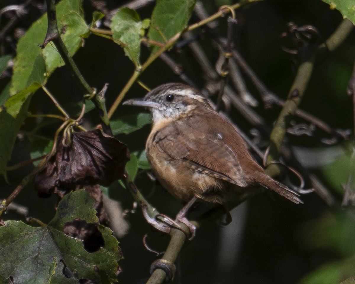 Carolina Wren - ML623429353