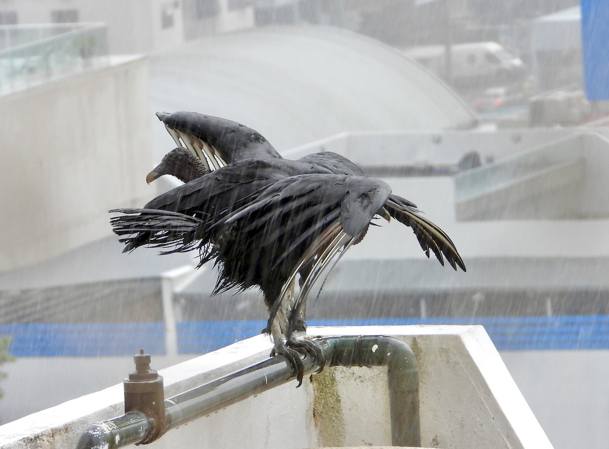 Black Vulture - Manuel Pérez R.