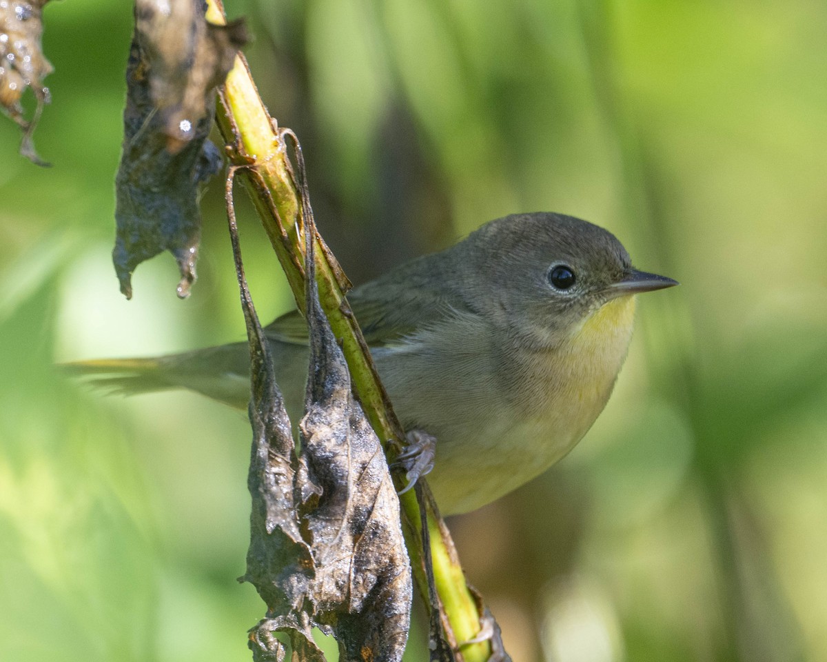 Common Yellowthroat - ML623429370