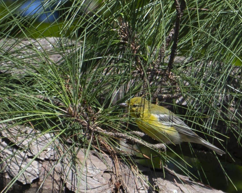 Pine Warbler - ML623429379