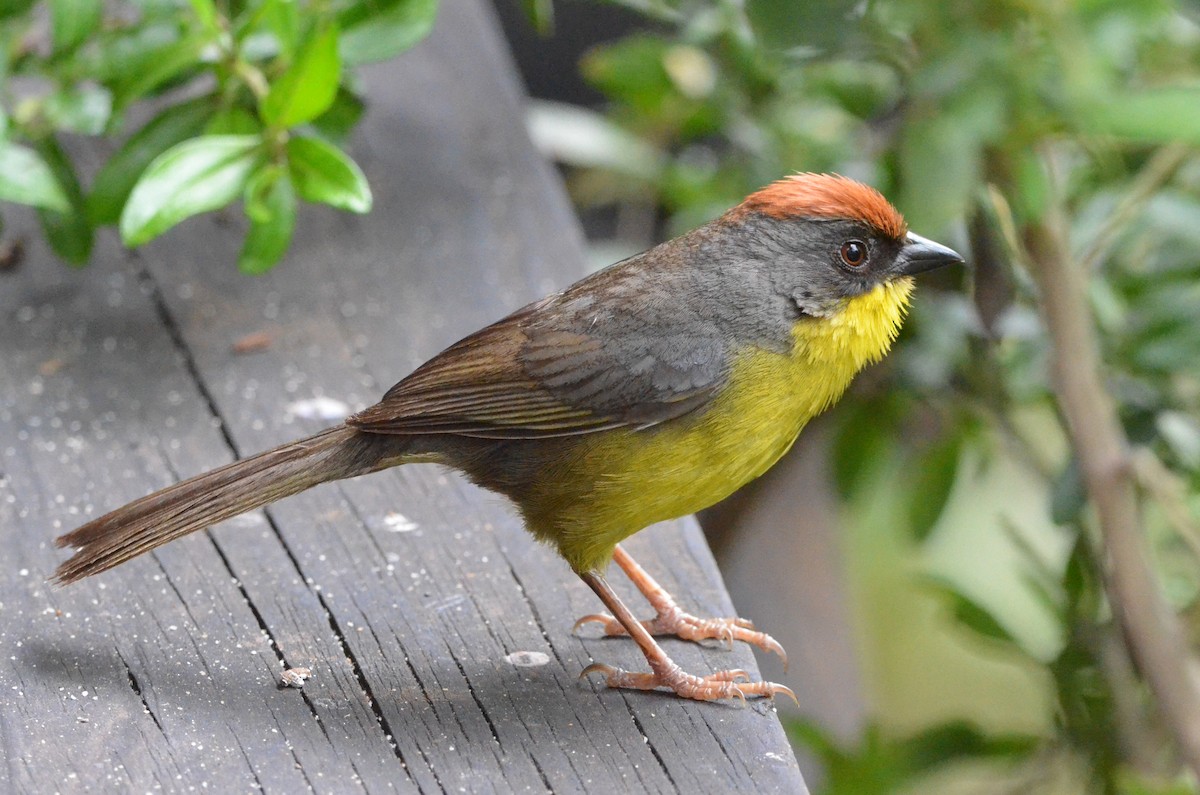 Rufous-capped Brushfinch - ML623429380