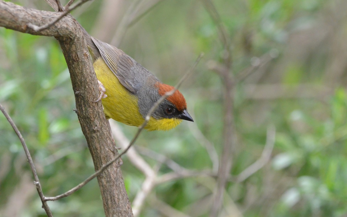 Rufous-capped Brushfinch - Ramón  Trinchan Guerra