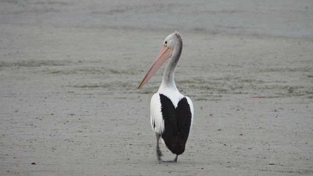 Australian Pelican - ML623429386