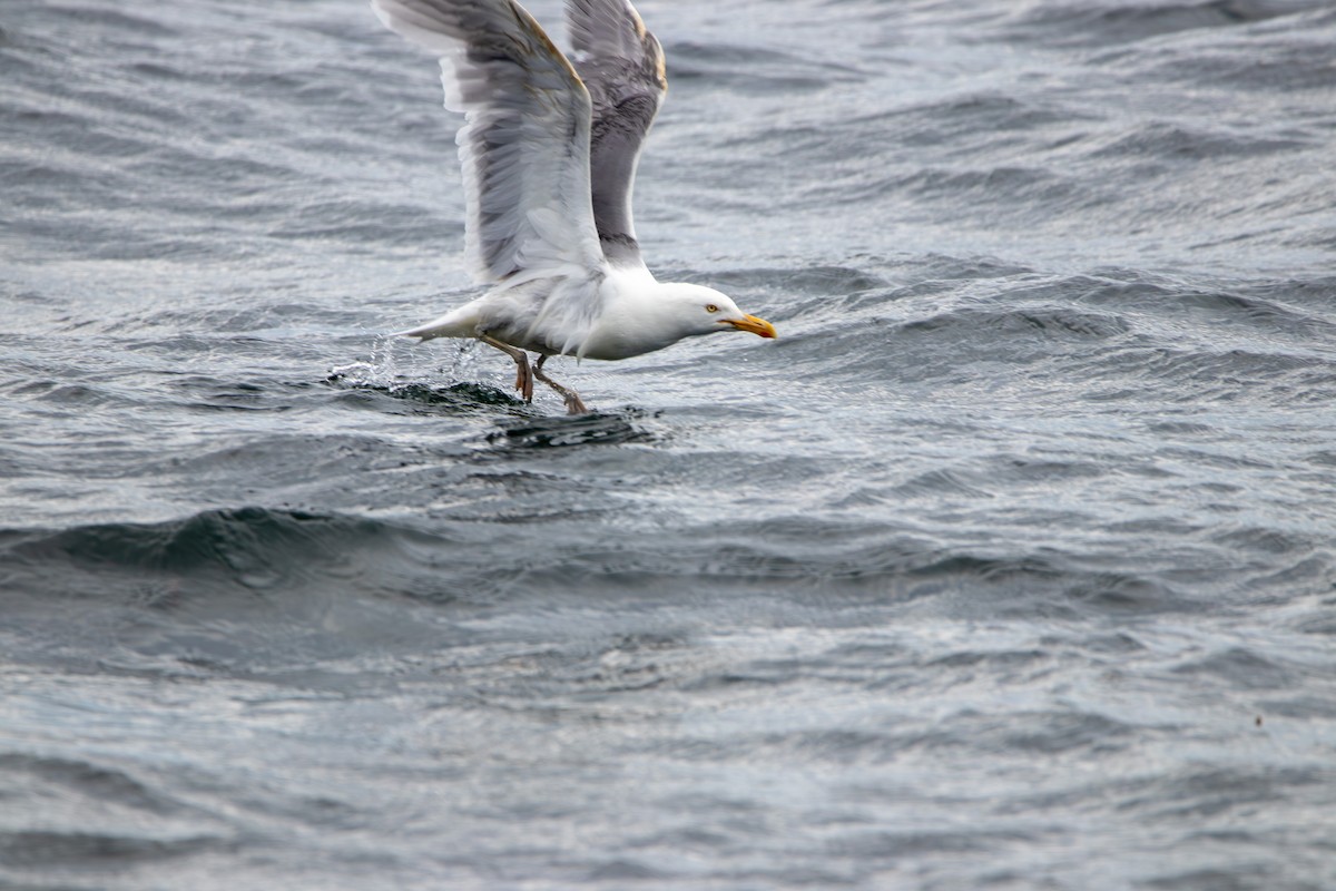 Gaviota Argéntea (americana) - ML623429395