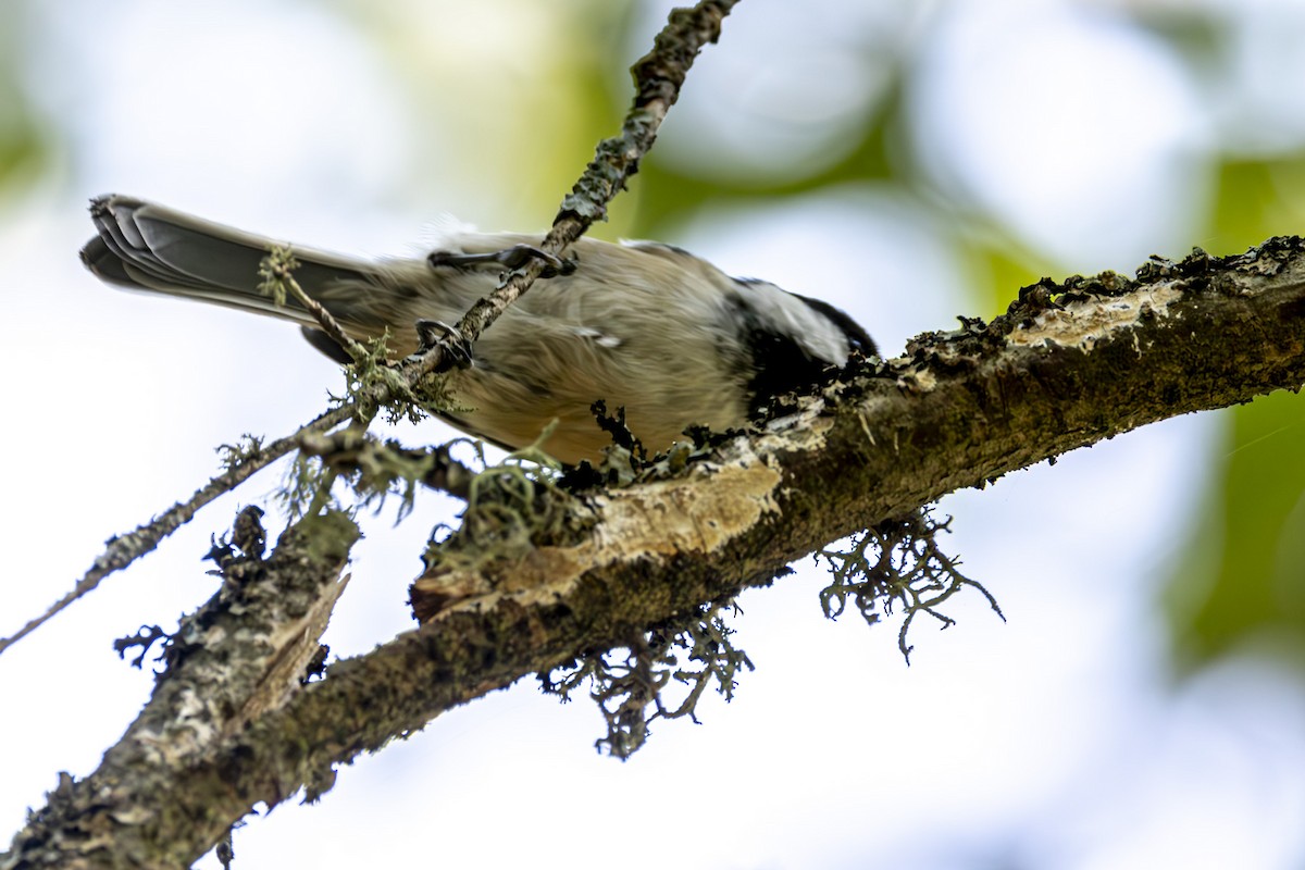 Black-capped Chickadee - ML623429545