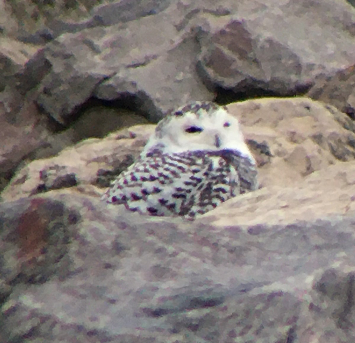 Snowy Owl - Nicholas Sly