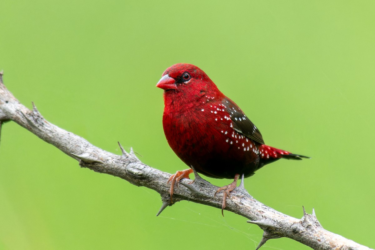 Red Avadavat - Abhijit Mishra