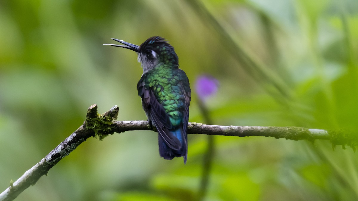 Colibrí Cabeciazul - ML623429600