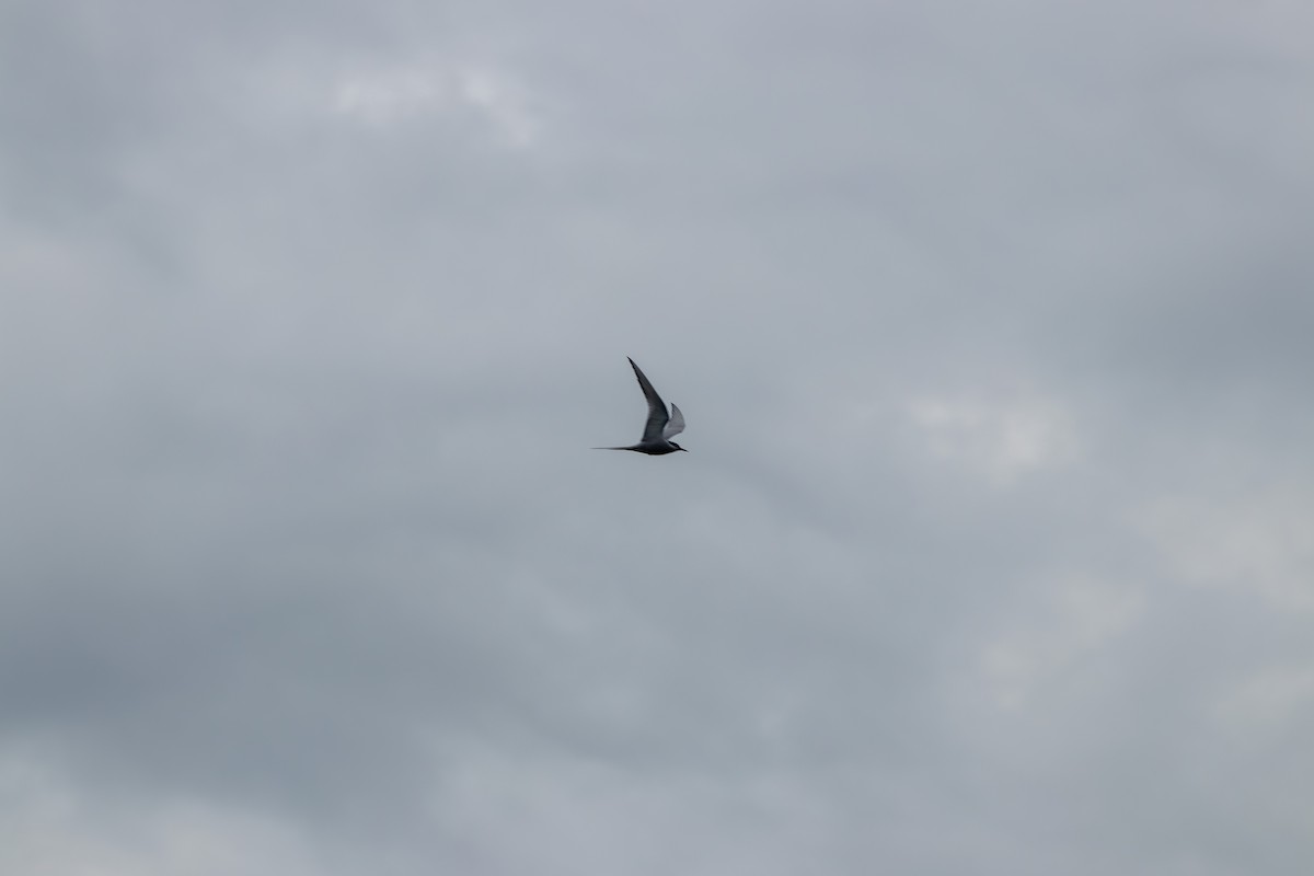 Arctic Tern - ML623429638