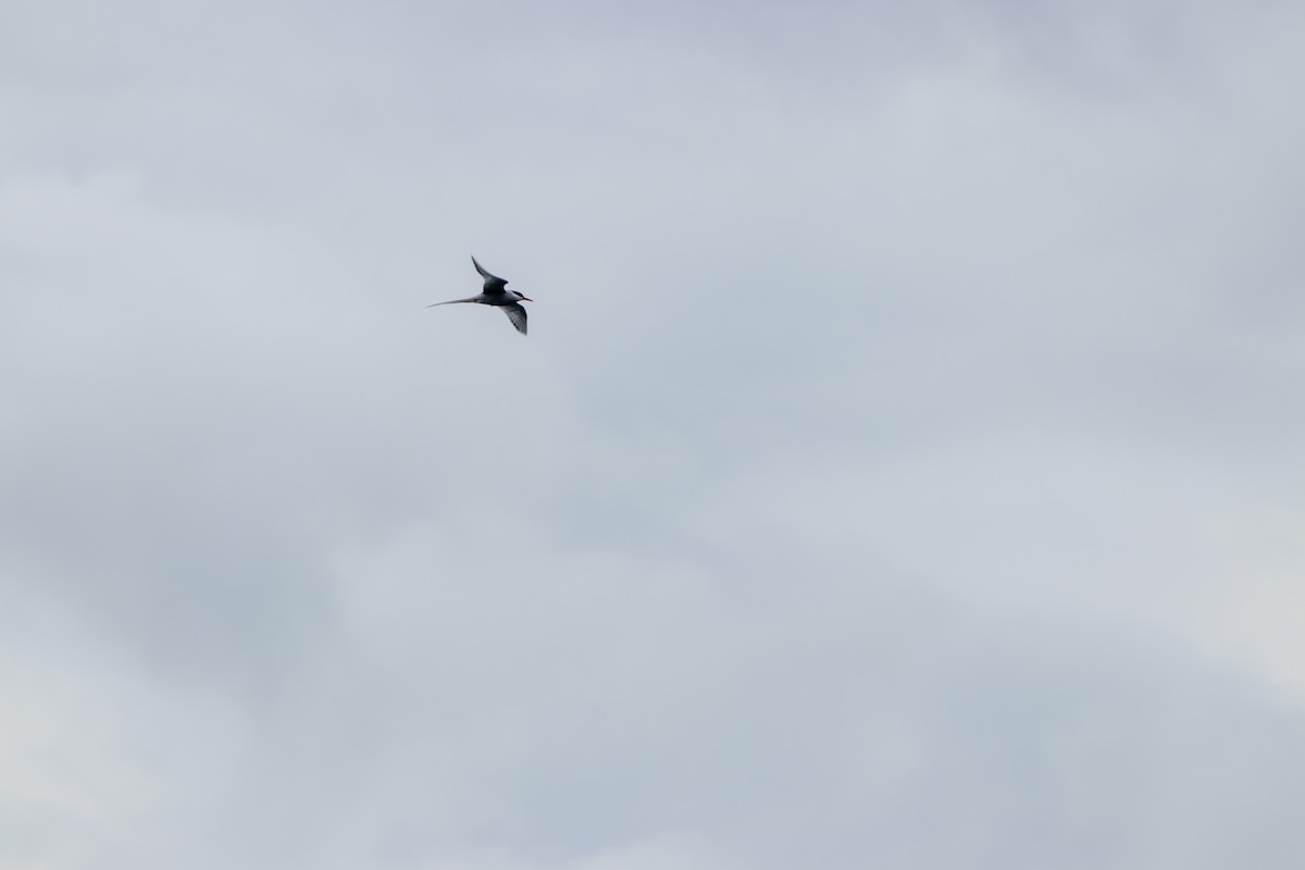 Arctic Tern - ML623429650