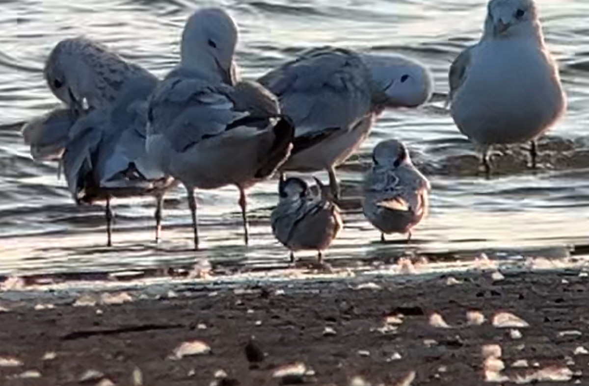 Arctic Tern - ML623429707