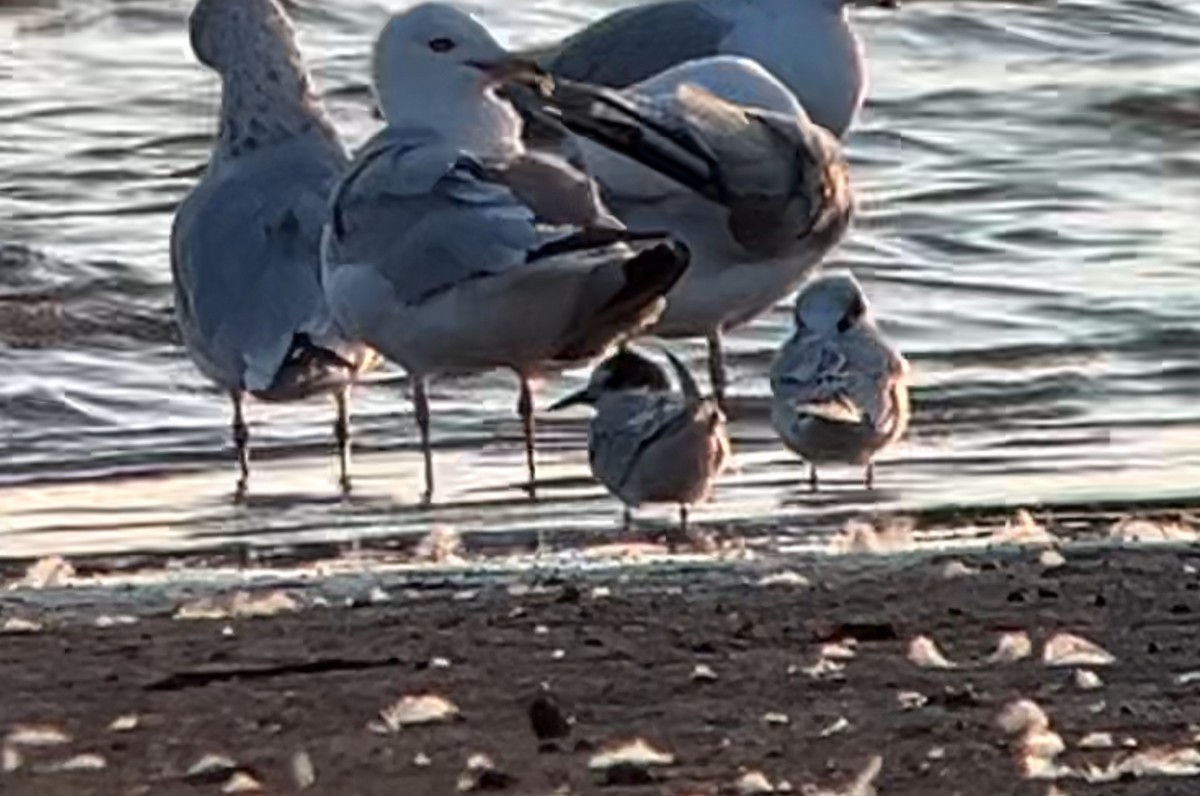 Arctic Tern - ML623429708