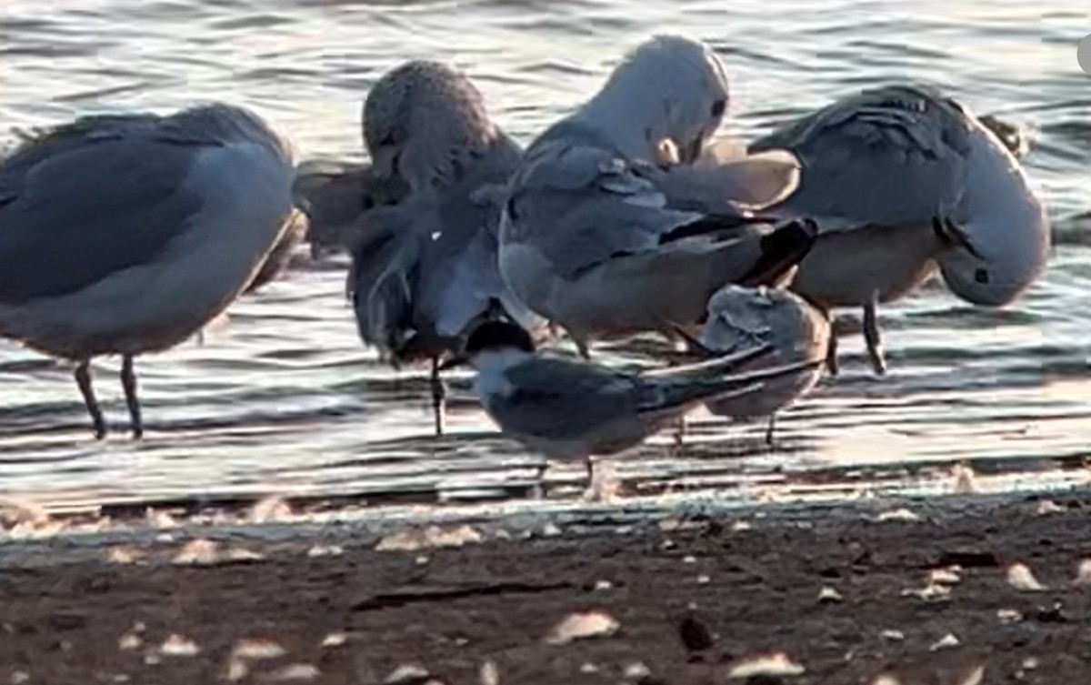 Arctic Tern - ML623429709