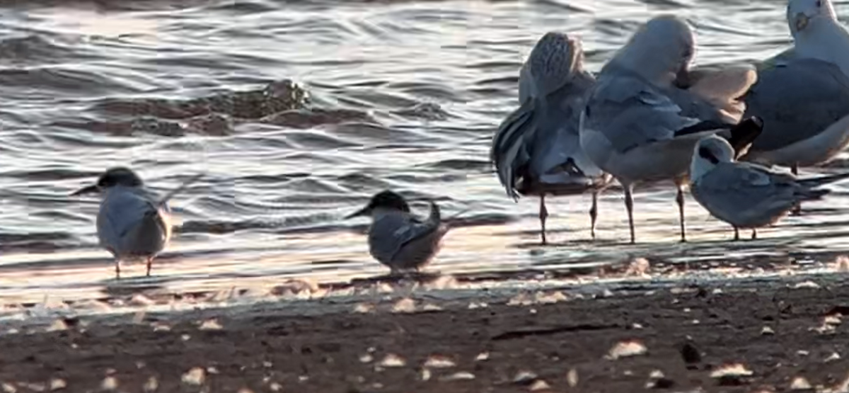 Arctic Tern - ML623429710
