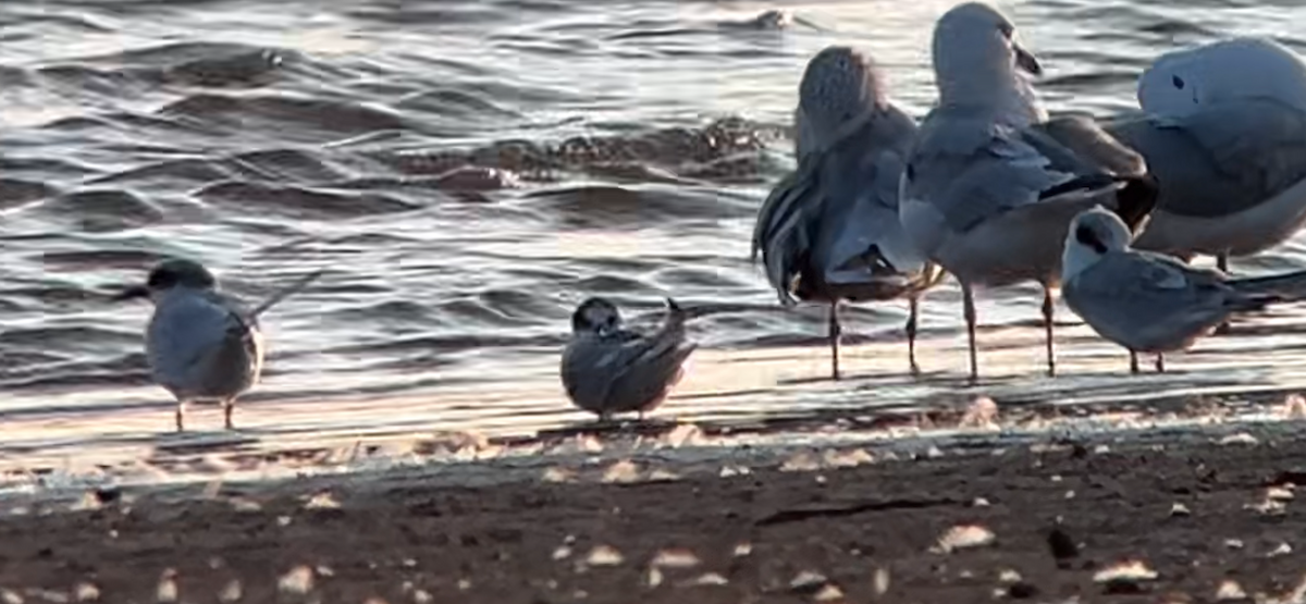 Arctic Tern - ML623429711