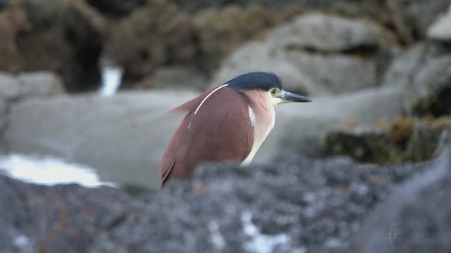 Nankeen Night Heron - ML623429712