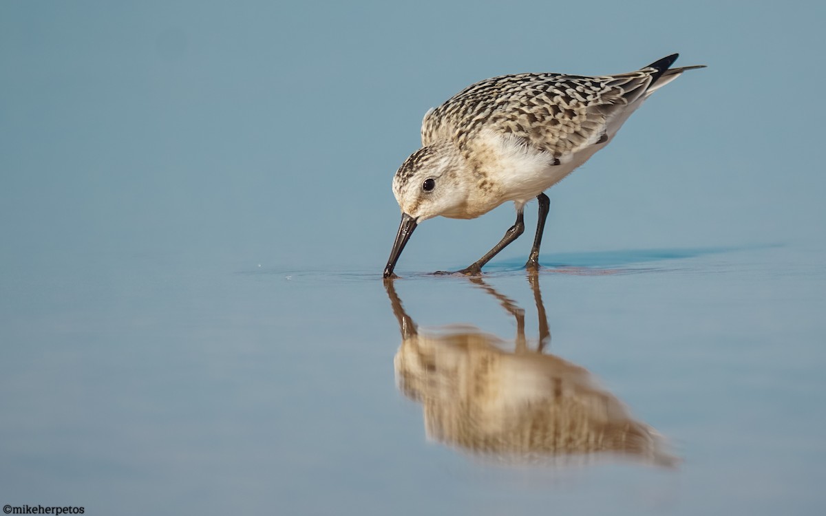 Sanderling - ML623429735