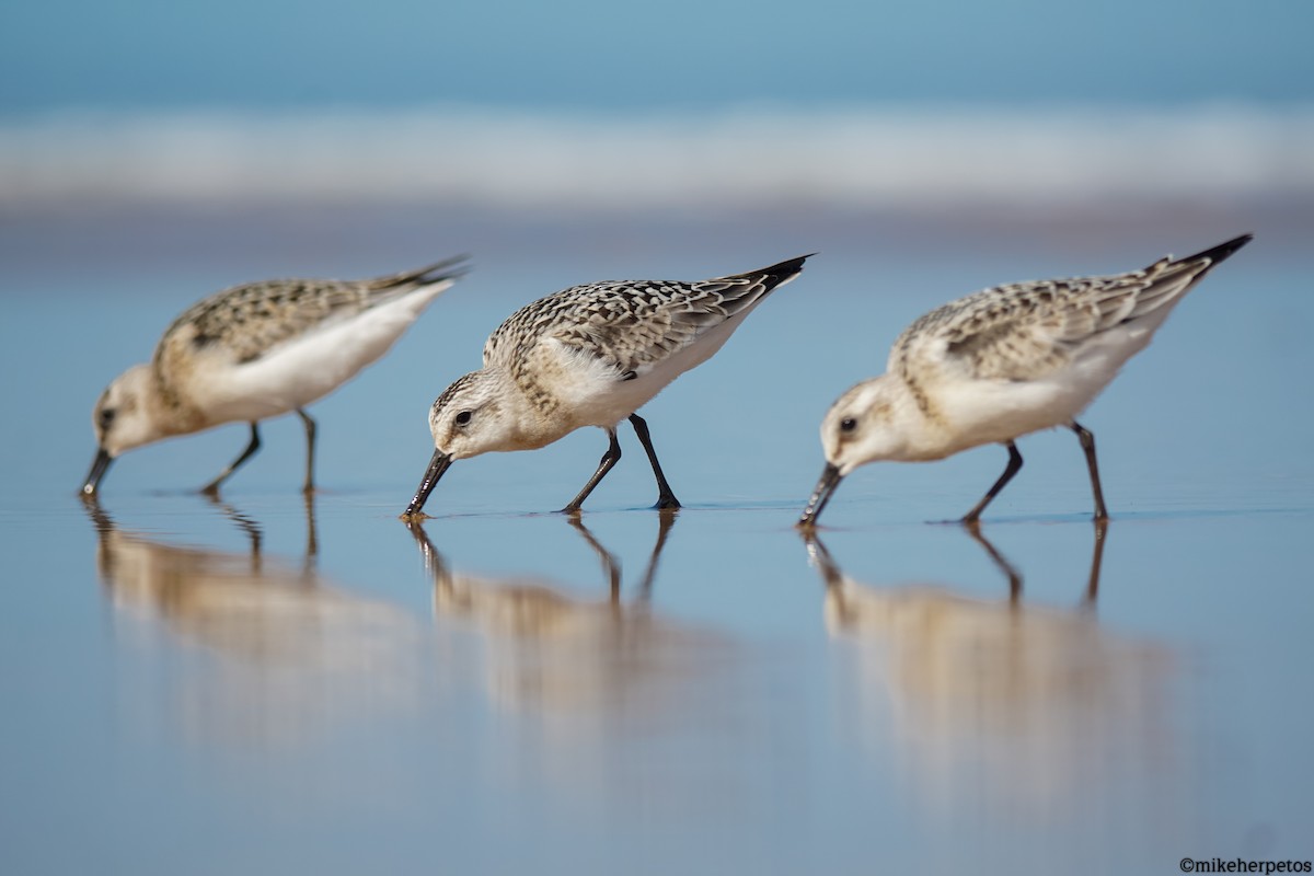 Sanderling - ML623429736