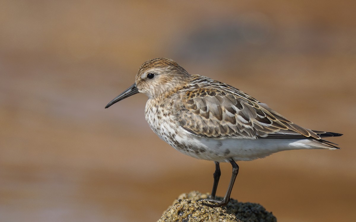 Dunlin - ML623429763