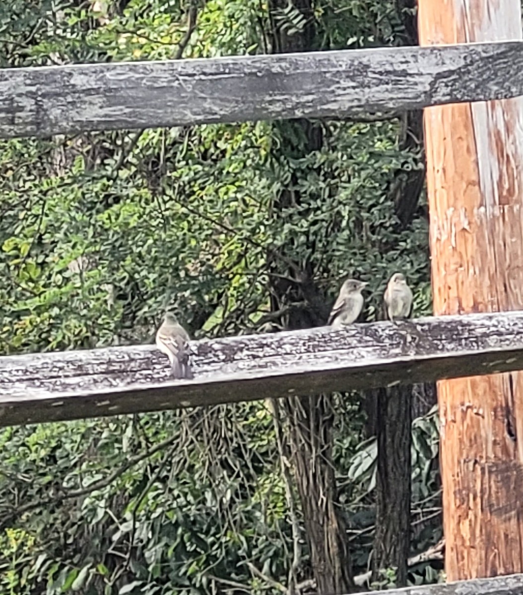 Eastern Wood-Pewee - ML623429770