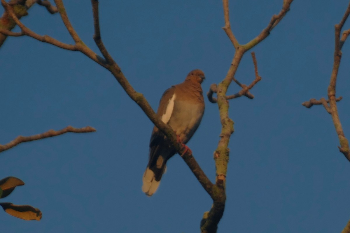 White-winged Dove - ML623429776