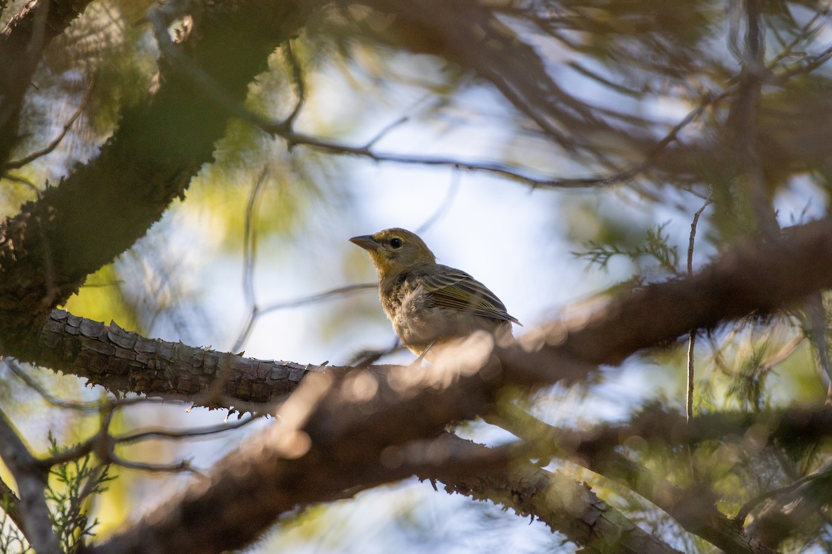 Hepatic Tanager - Anna Thaenert