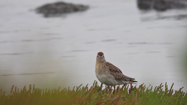 Sharp-tailed Sandpiper - ML623429816