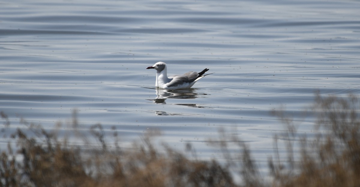 Gray-hooded Gull - ML623429830