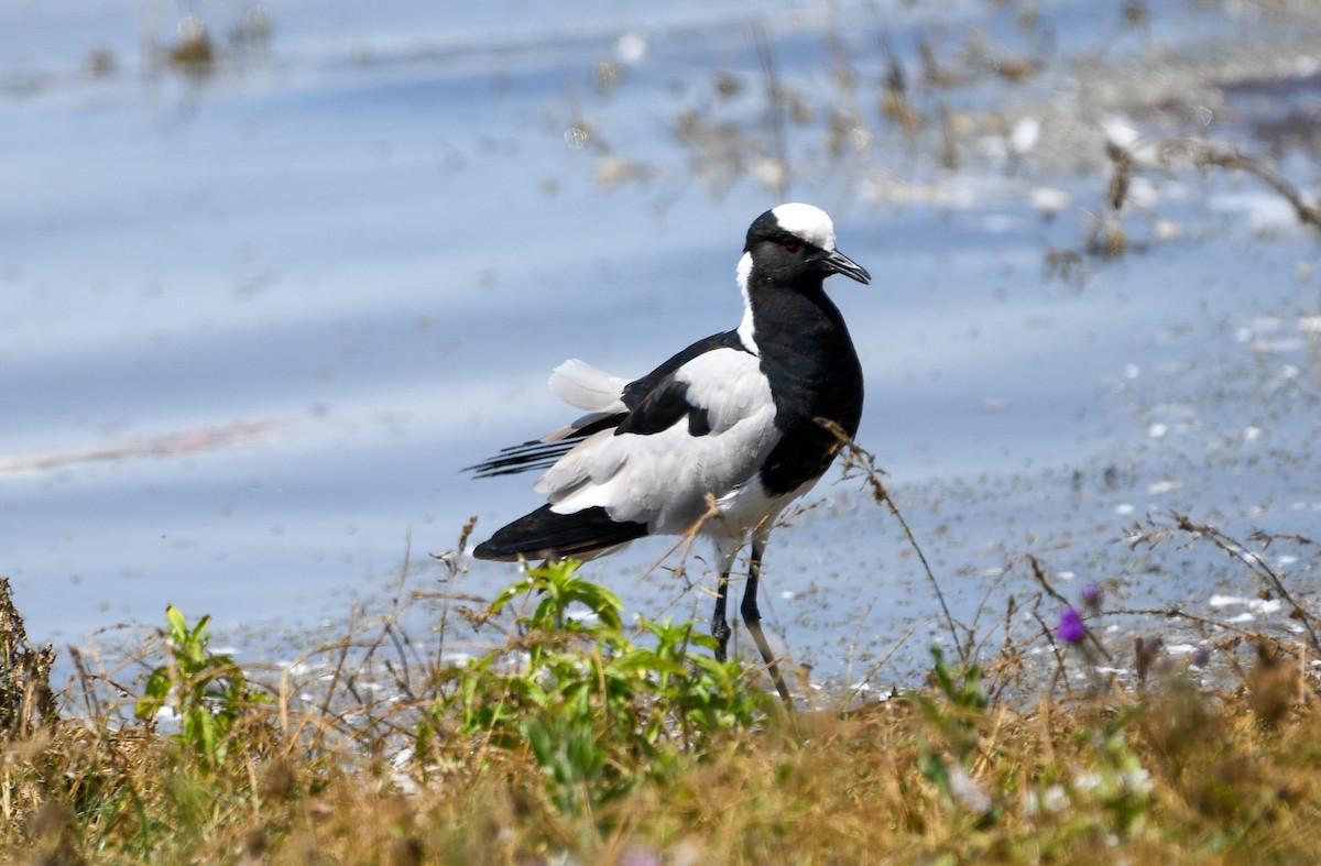 Blacksmith Lapwing - ML623429833