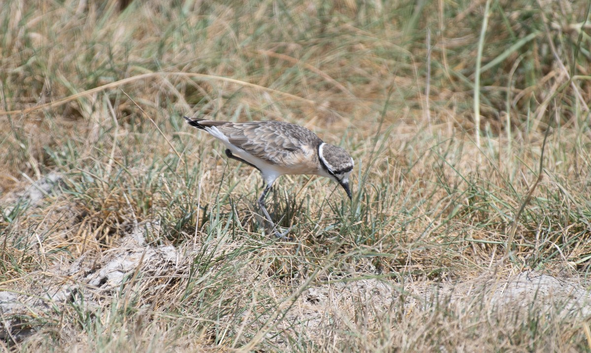 Kittlitz's Plover - ML623429837