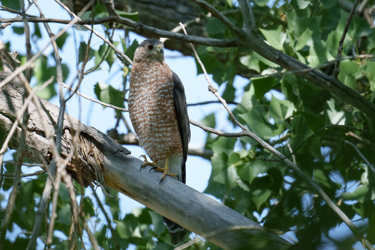 Cooper's Hawk - ML623429858