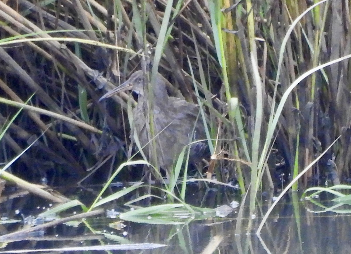 Clapper Rail - ML623429862