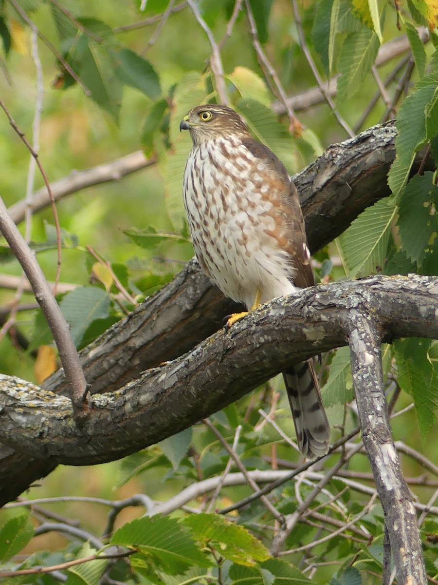 Sharp-shinned Hawk - ML623429888