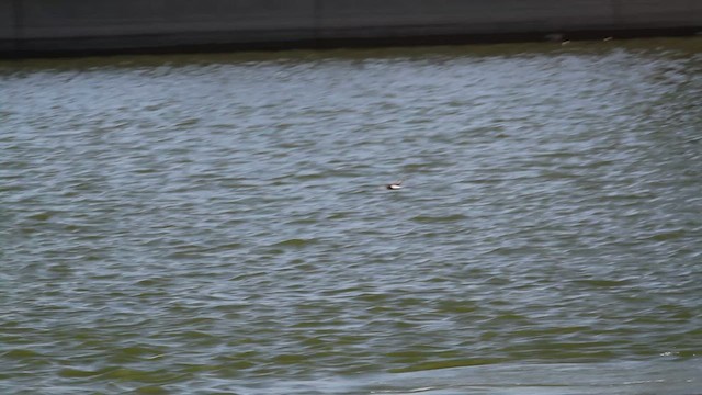 Wedge-rumped Storm-Petrel - ML623429925