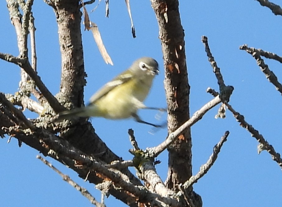 Blue-headed Vireo - ML623429973