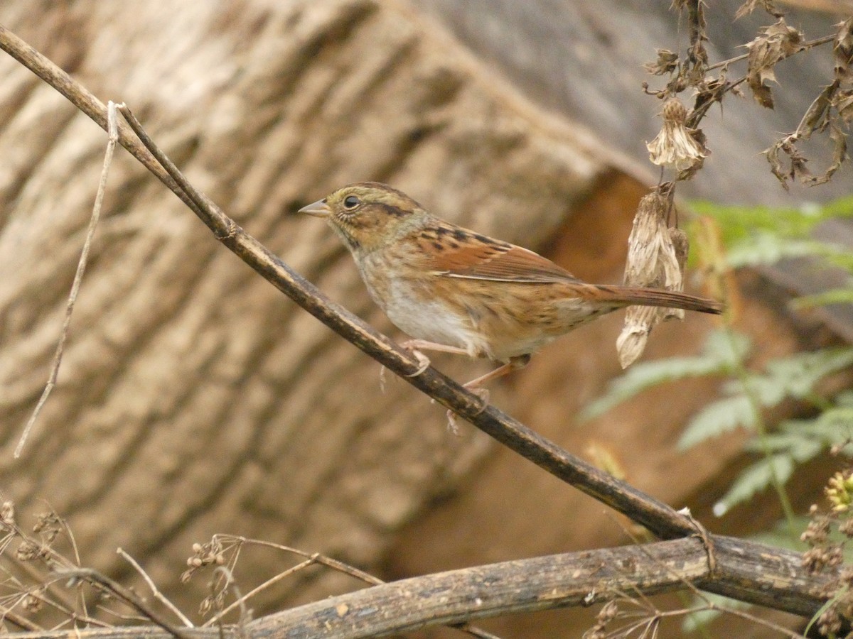 Swamp Sparrow - ML623429975