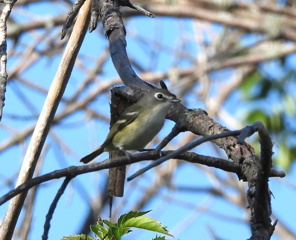 Blue-headed Vireo - ML623429999