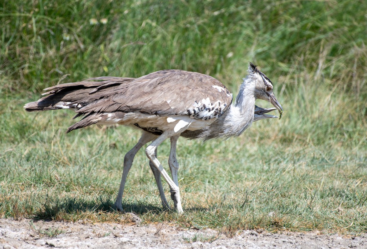 Kori Bustard - ML623430009