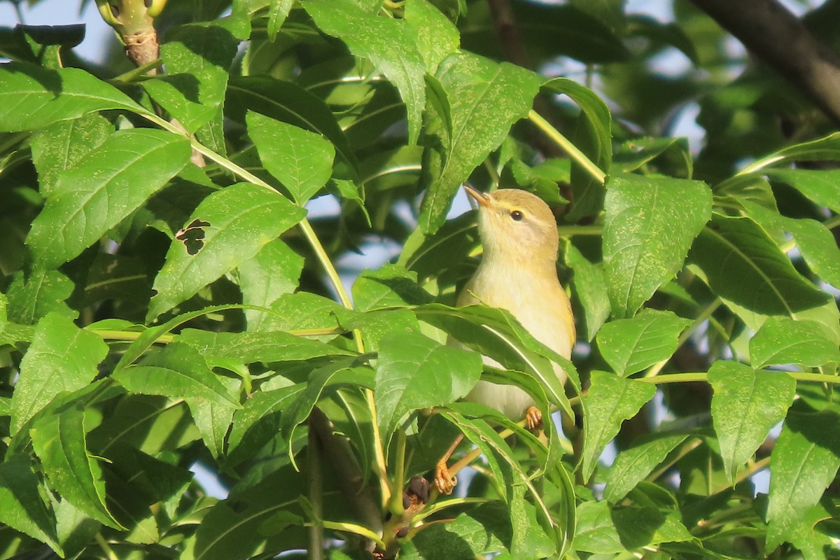 Willow Warbler - ML623430011