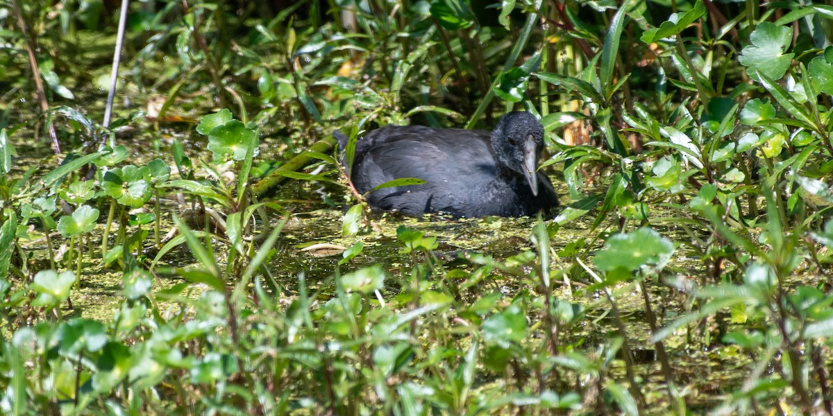 Black Crake - Gregory Frostad