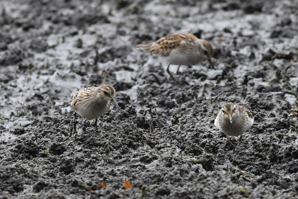 Least Sandpiper - ML623430034