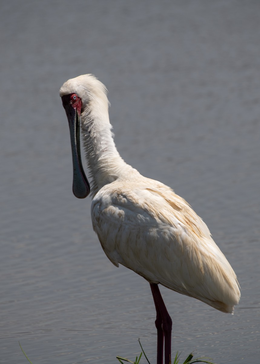 African Spoonbill - Gregory Frostad