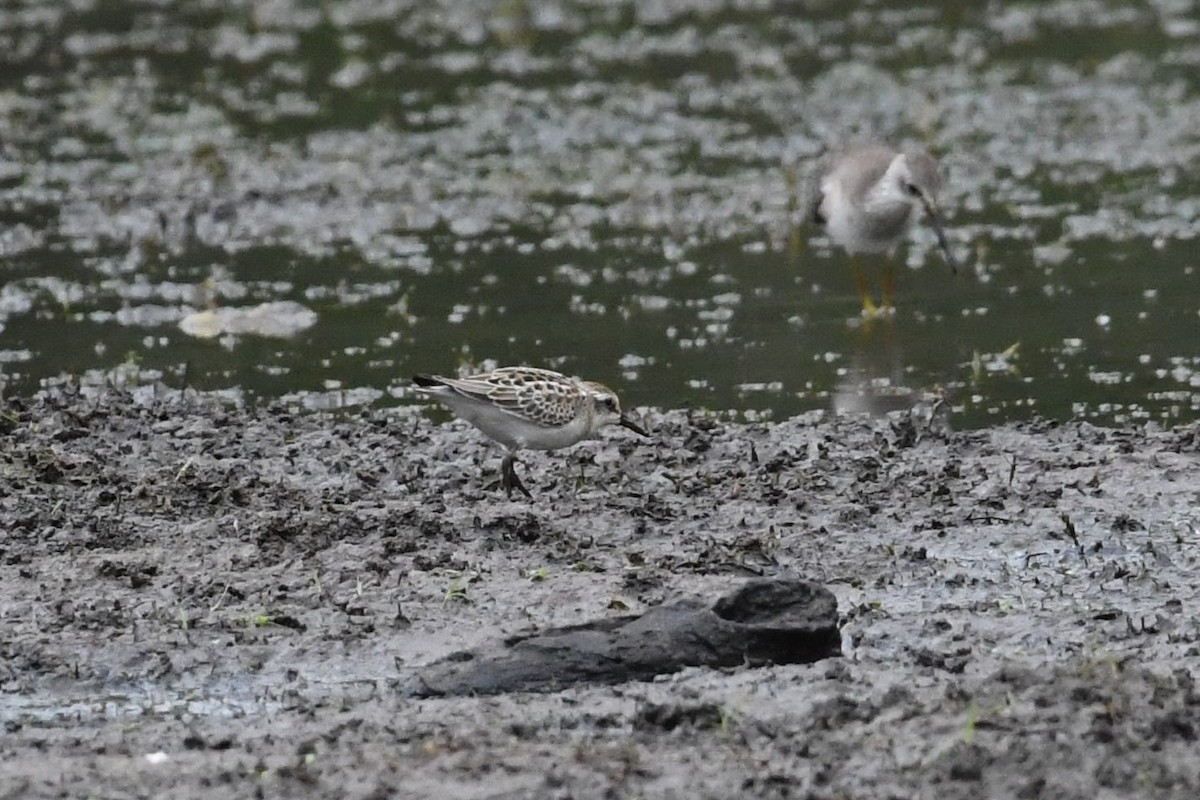 Semipalmated Sandpiper - ML623430050