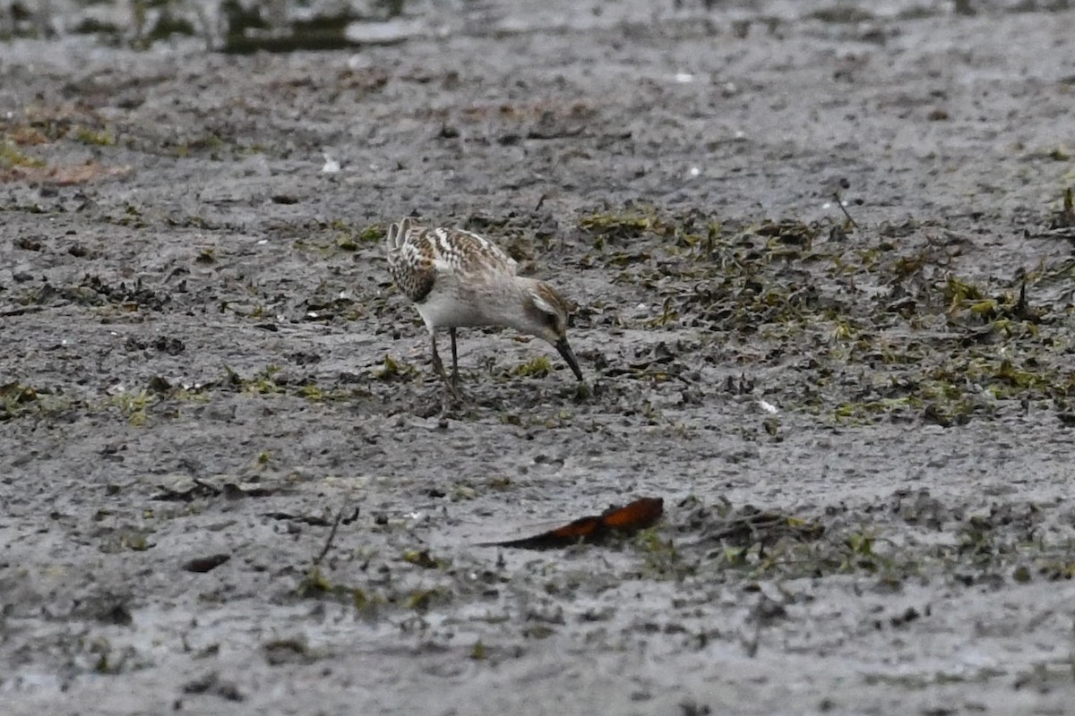 Semipalmated Sandpiper - ML623430051