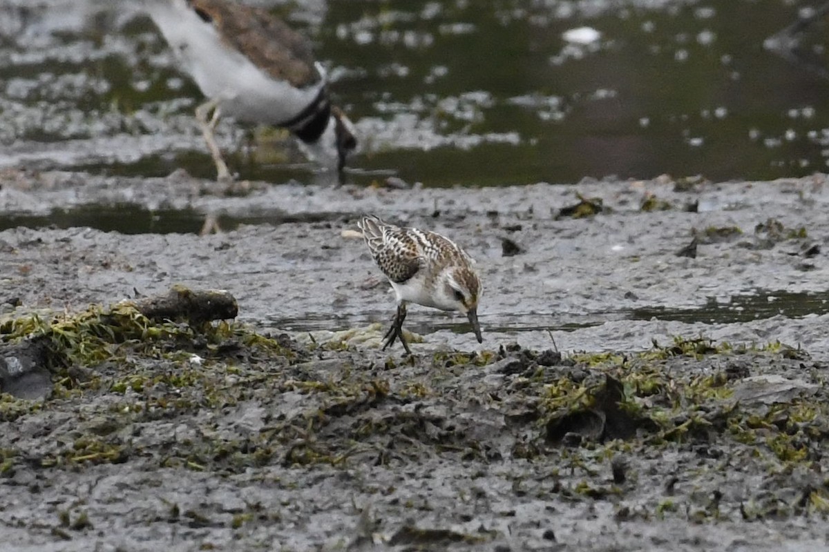 Semipalmated Sandpiper - ML623430052