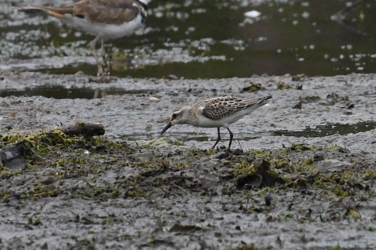 Semipalmated Sandpiper - ML623430053