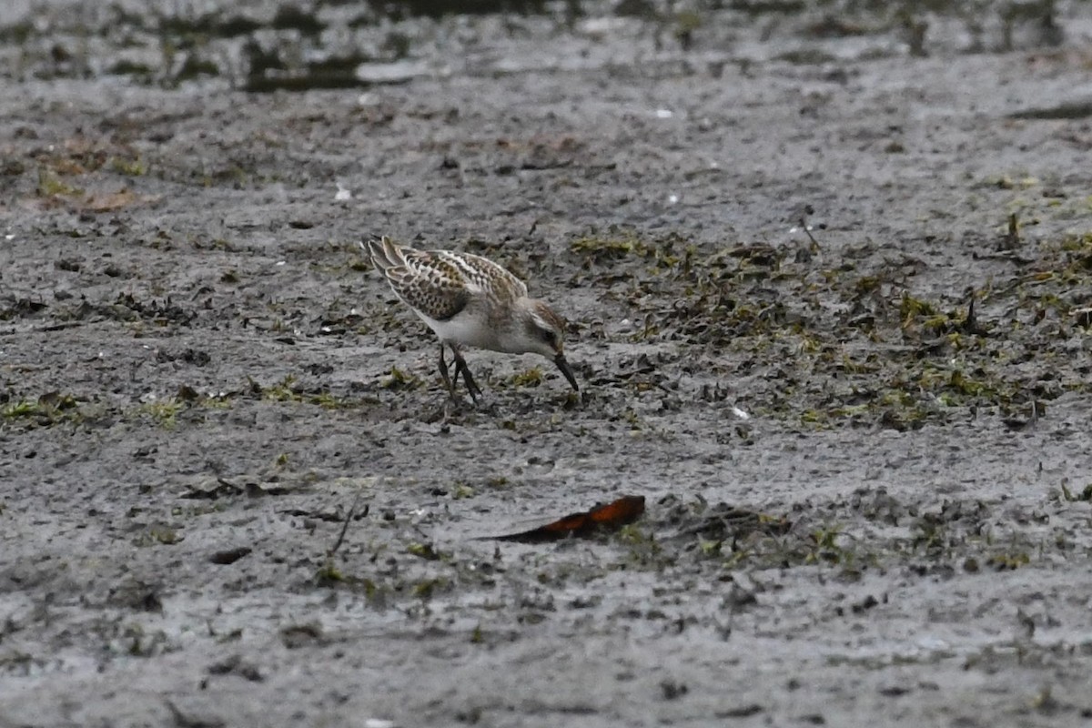 Semipalmated Sandpiper - ML623430054