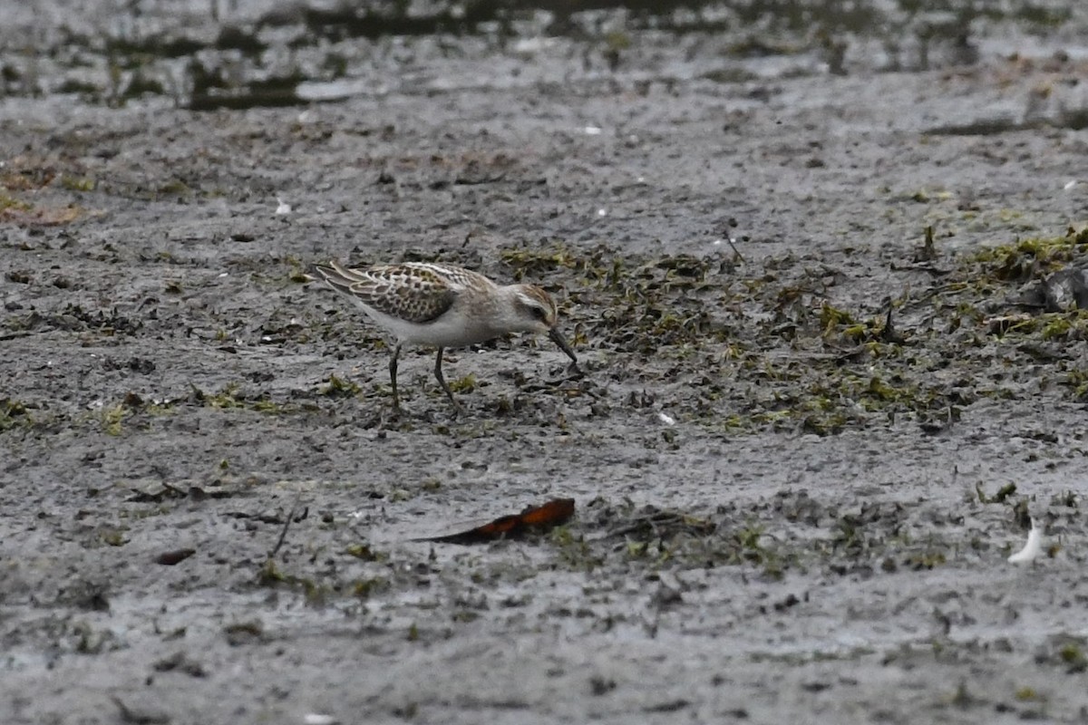 Semipalmated Sandpiper - ML623430055