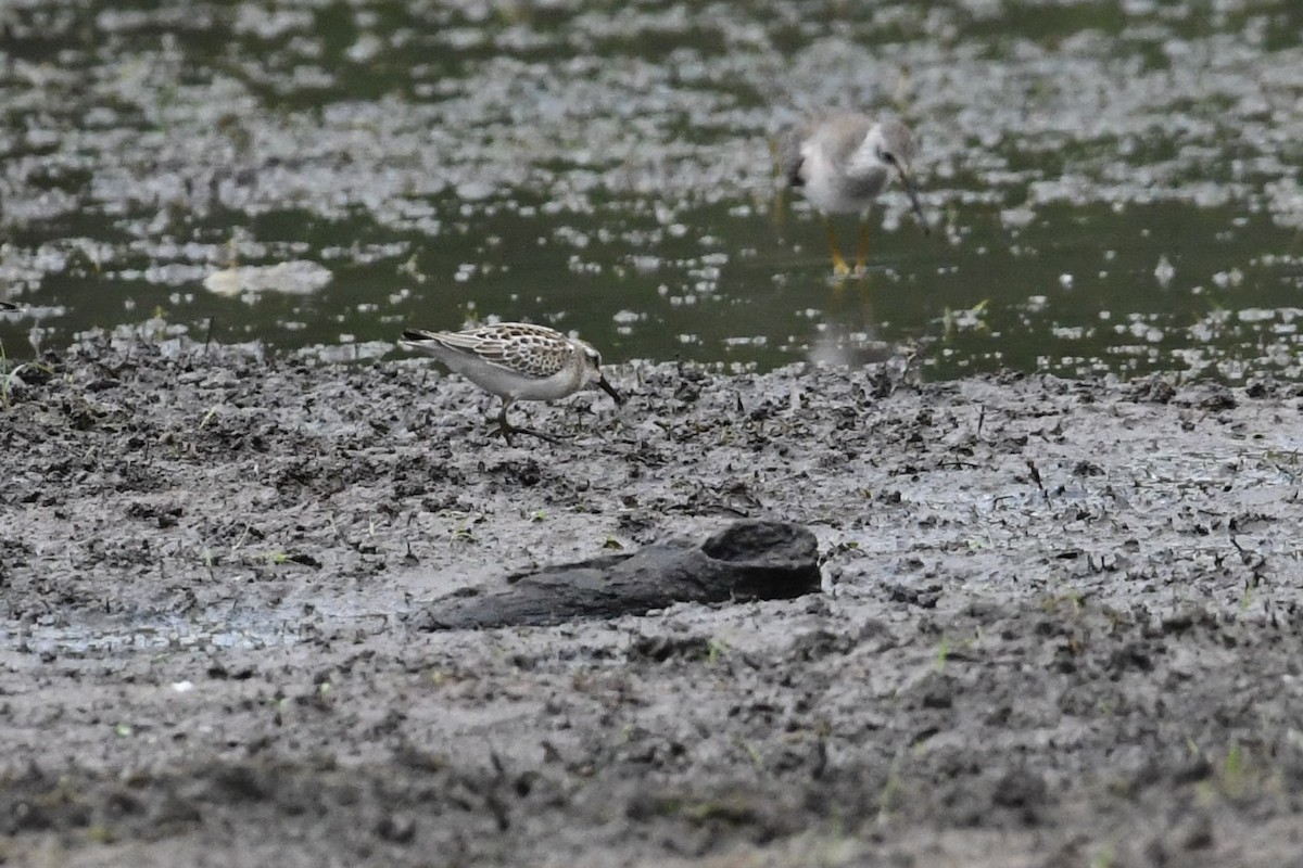 Semipalmated Sandpiper - ML623430056